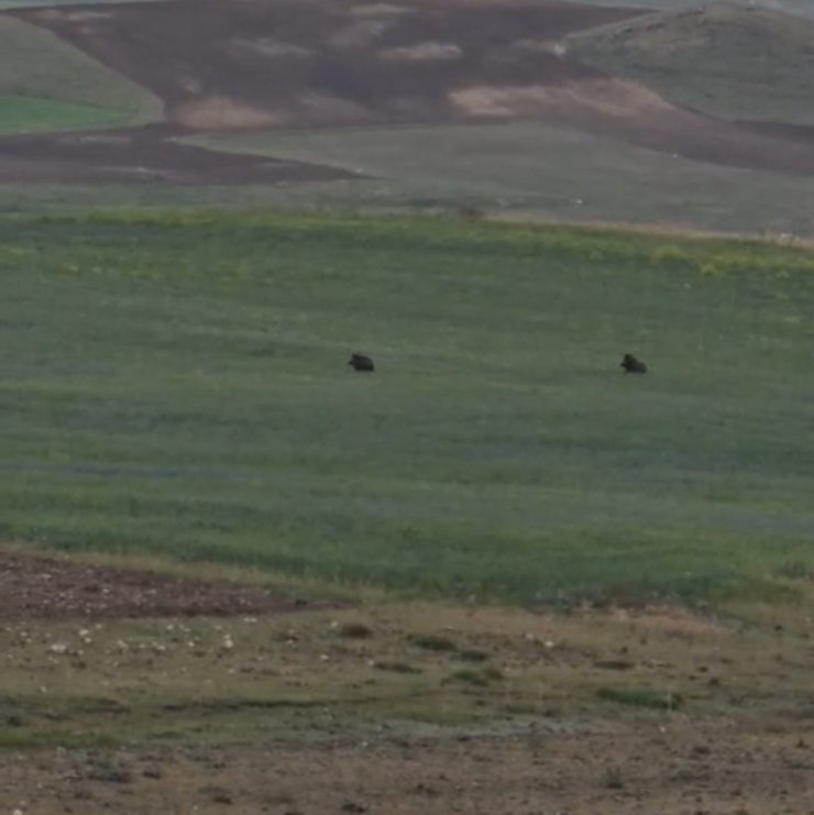Aç kalan iki domuz Murat Kanyonu’nda görüntülendi