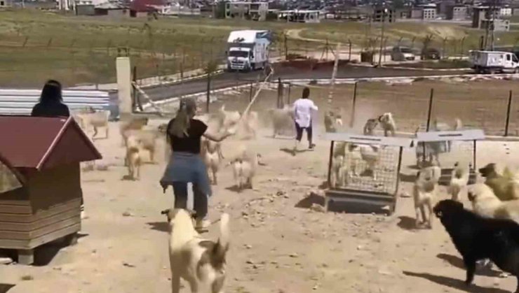 Büyükşehir Belediyesi bünyesinde faaliyet gösteren hayvan barınağında dehşete düşüren görüntüler