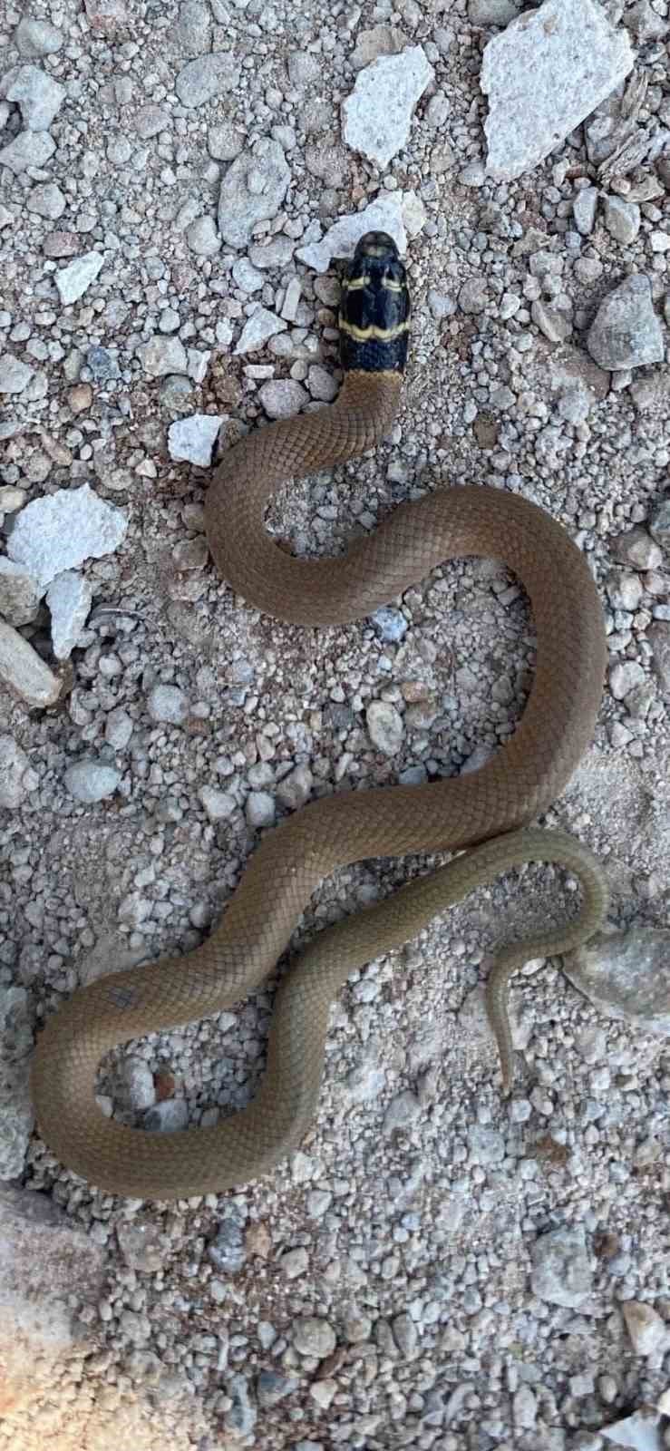 Elazığ’da endemik tür olan ’kırbaç yılanı’ görüldü