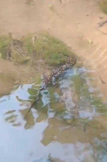 Elazığ’da benekli semender görüntülendi