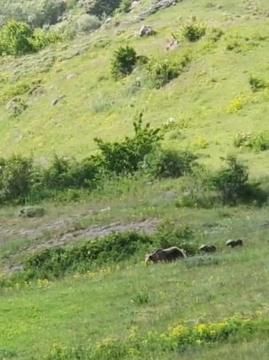 Anne boz ayı ve 2 yavrusu, yiyecek ararken görüntülendi