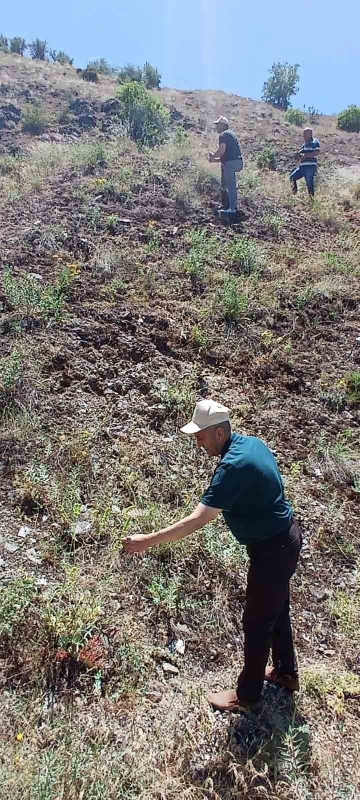 Elazığ’da ada çayı izleme çalışması yapıldı