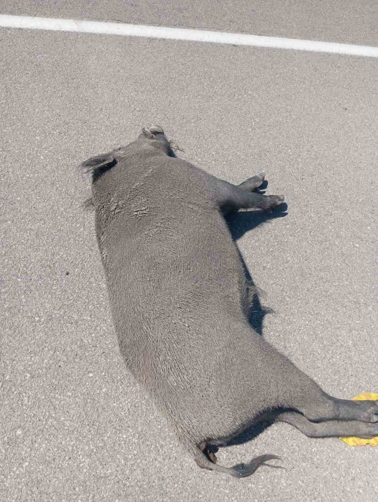 Özalp’ta otomobil yaban domuzuna çarptı