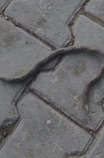 Elazığ’da çift başlı yılan tedirgin etti