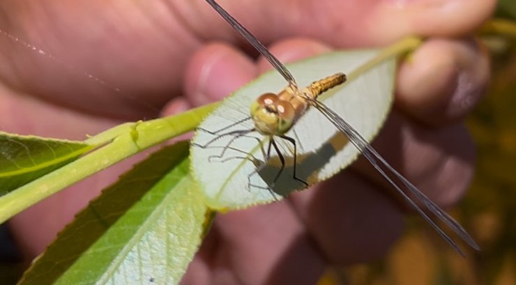 Diyadin’de doğanın objektife yansıyan zarafeti