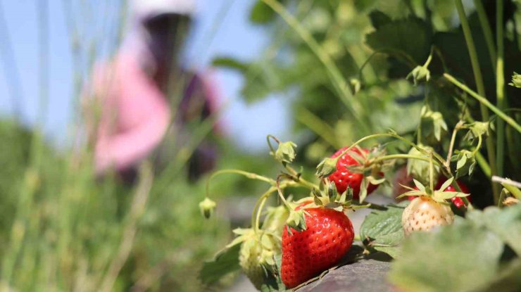 Erzincan’da çilek kilosu 150 liradan tezgâhta yerini aldı