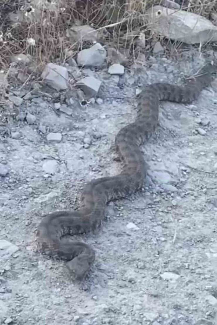 Elazığ’da görüntülenen yılan tedirgin etti