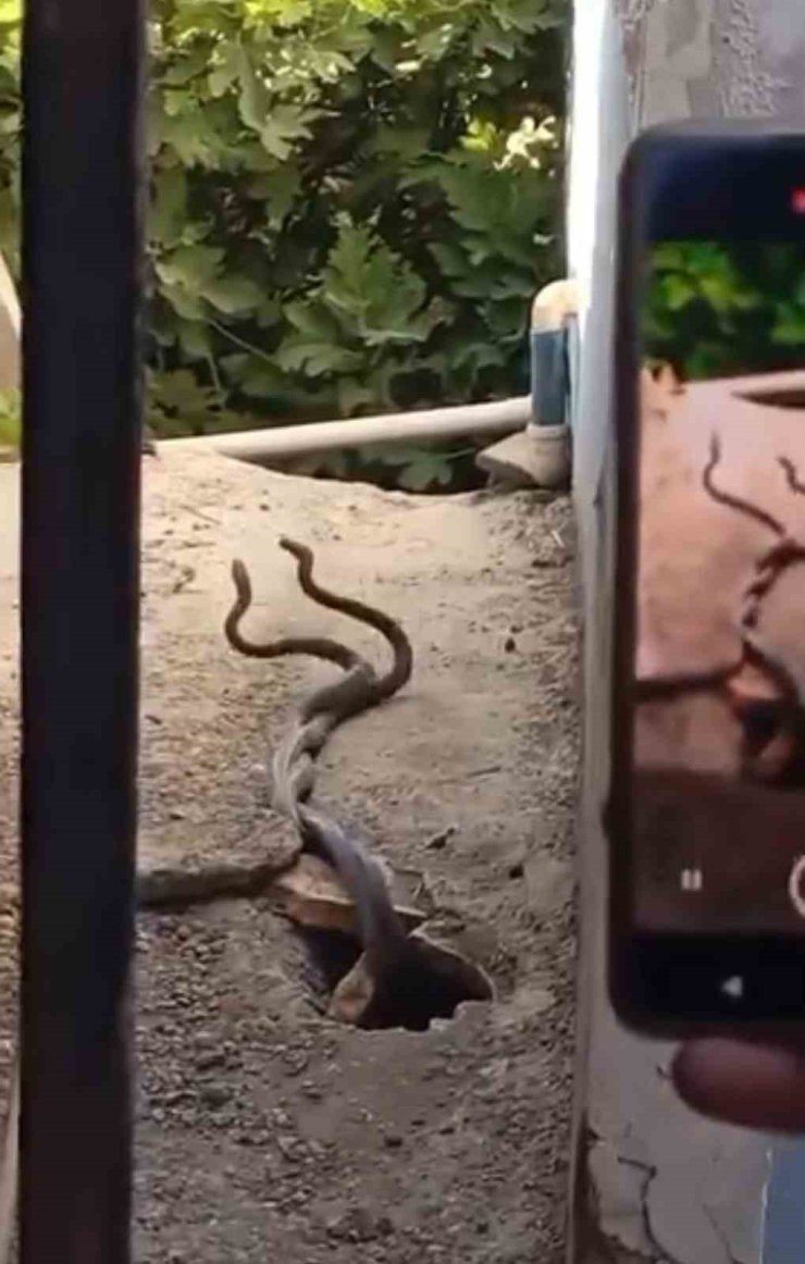 Evin içinden çıkan 2 metrelik yılanlar paniğe neden oldu