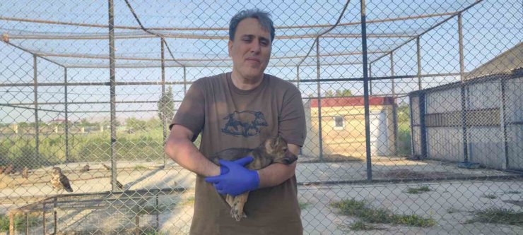 Kurtlar ve köpeklerin akrabalığı araştırılıyor