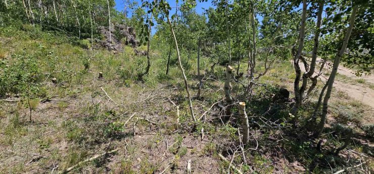 Nemrut Kalderası’nda ağaç katliamı