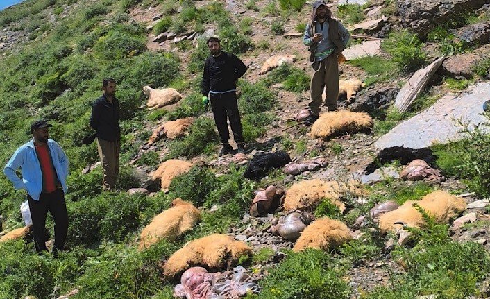 Yüksekova’da uçurumdan atlayan 20 koyundan 12’si telef oldu