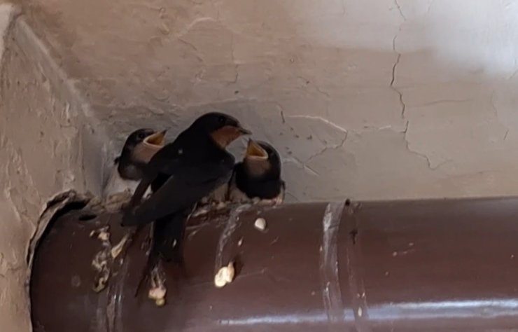 Kırlangıç ailesinin yuvası kahvehane oldu