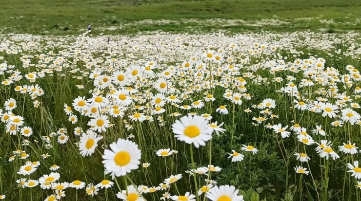 Süphan Dağı eteğindeki Sütey Yaylası’nda papatya tarlası hayranlık uyandırıyor