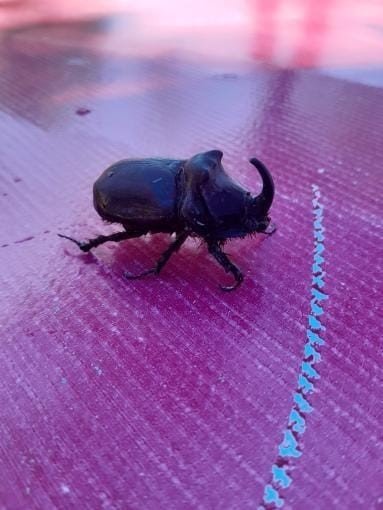 Elazığ’da gergedan böceği görüldü