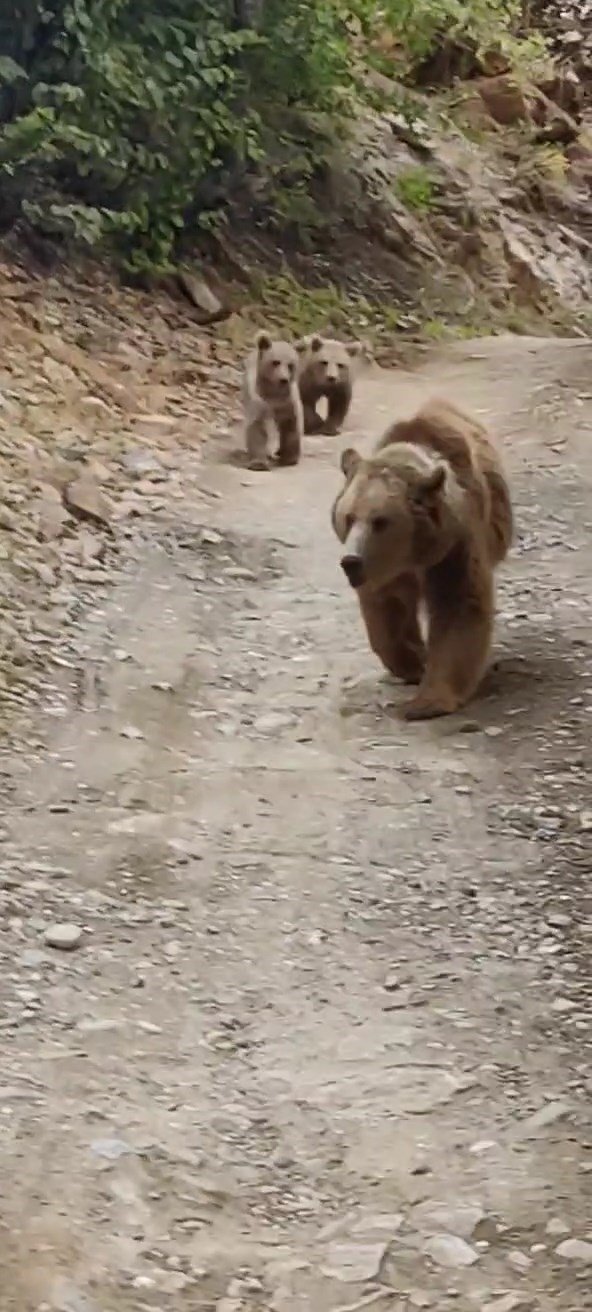 Tunceli’de dağ keçileri ve ayı ailesi kamerada