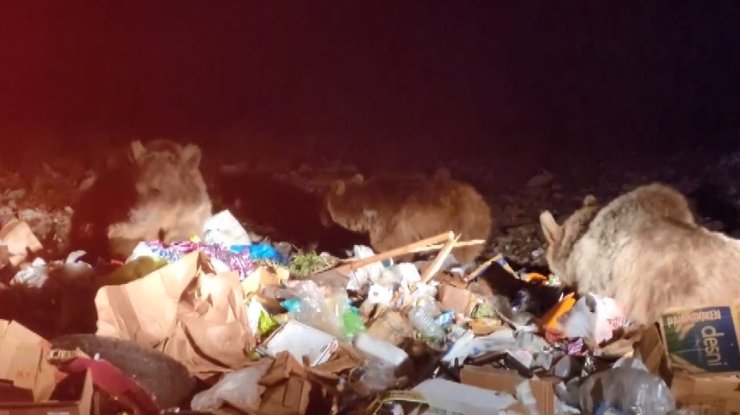 Sarıkamış’ta tehlikeye aldırış etmeden boz ayıları görüntülediler