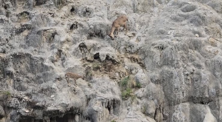 Sarp kayalıkların usta tırmanışçıları görüntülendi