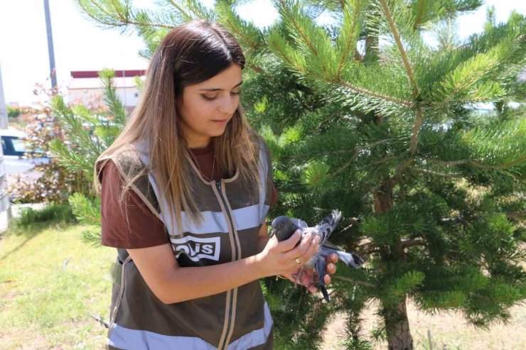 Yaralı güvercine polis şefkati