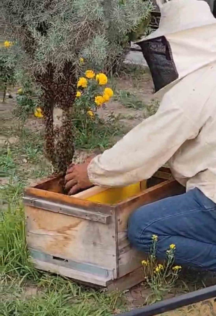 Iğdır’da kraliçe arının peşinden gelen binlerce arı şehir merkezini istila etti