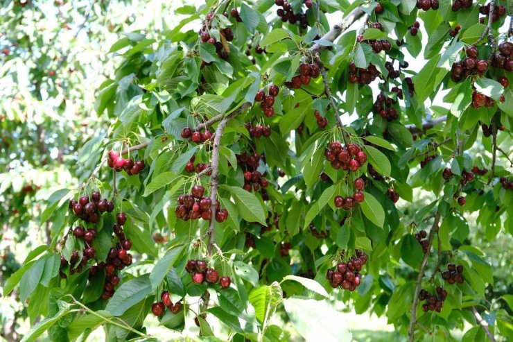 Kirazı zirai don vurdu, rekolte düştü