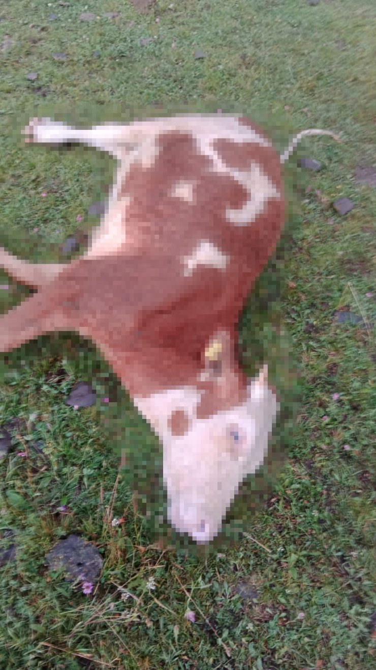 Ardahan’da yıldırım düştü, 5 inek telef oldu