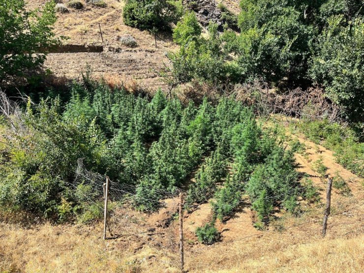 Bingöl’de bin 651 kök kenevir bitkisi ele geçirildi