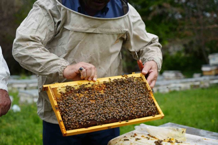 Bal verimi yüzde 40 düştü