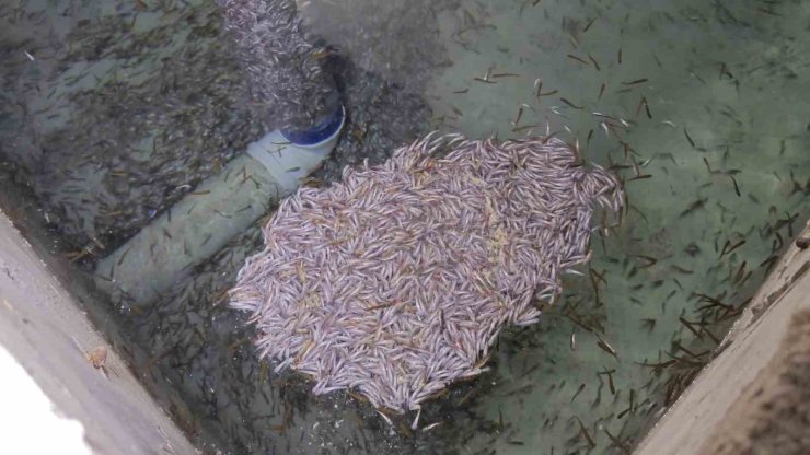 Bağbaşı Mahallesi’ndeki tesiste binlerce yavru alabalık öldü