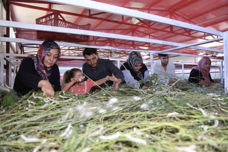 Elazığ tarihinin en büyük ipek böcekçiliği çiftliğini kurdu: Onlarca yeni üreticiye ilham oldu