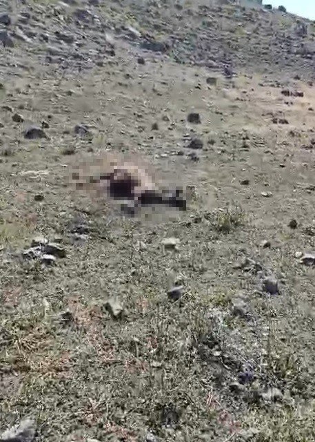 Kars’ta kurt saldırısında onlarca koyun telef oldu