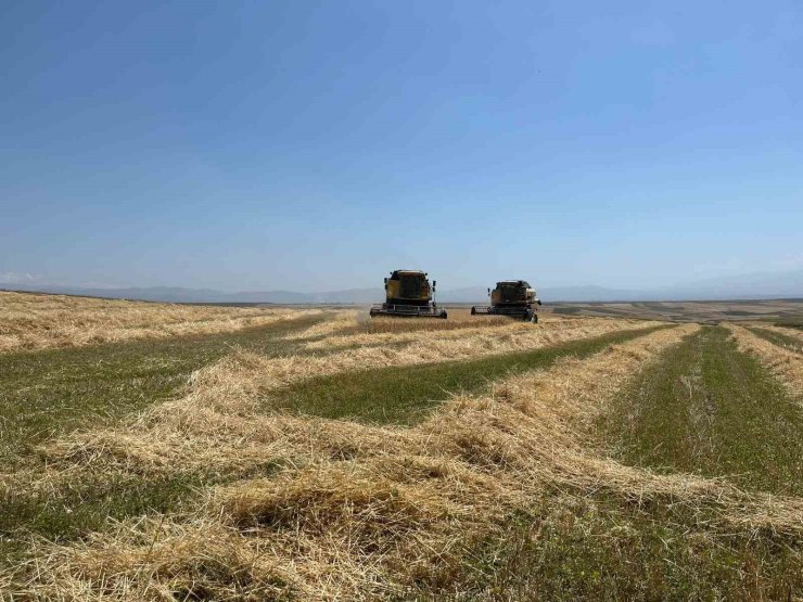 Kars’ta Ata tohumu arpa ile bereket fışkırdı: Çiftçinin yüzü güldü