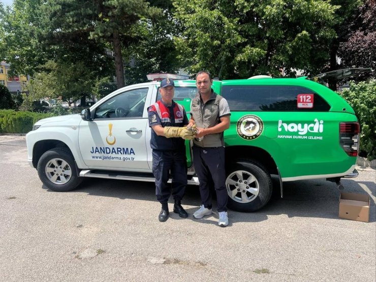 Yaralı yavru baykuş’a jandarma şefkati