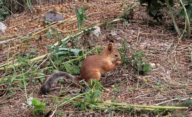 Sarıkamış’ta sevimli sincap cep telefonuyla kaydedildi