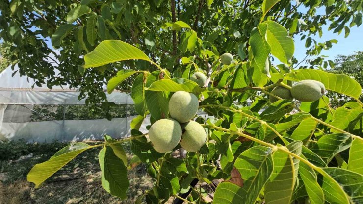 Adilcevaz’da ceviz rekoltesinde rekor beklenti