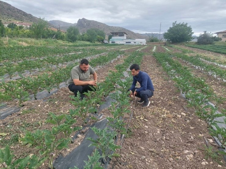 Kemah’ta modern yöntemlerle sebzecilik yapılıyor