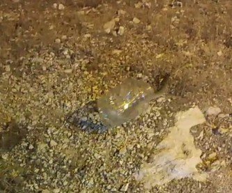 Tunceli’de kız yurdunda yakalanan engerek doğaya bırakıldı