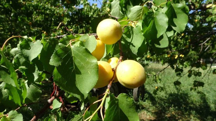 Zirai dona rağmen kuru kayısı ihracatı devam ediyor