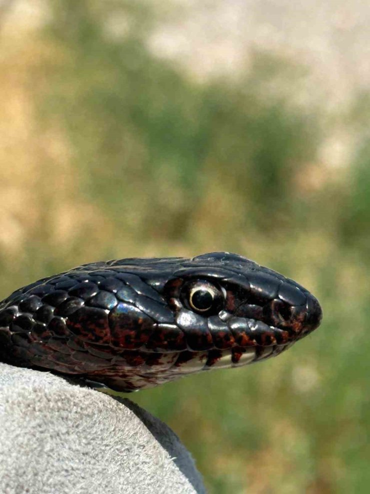 Tuvalete giren karayılan, yakalanarak doğal ortamına bırakıldı