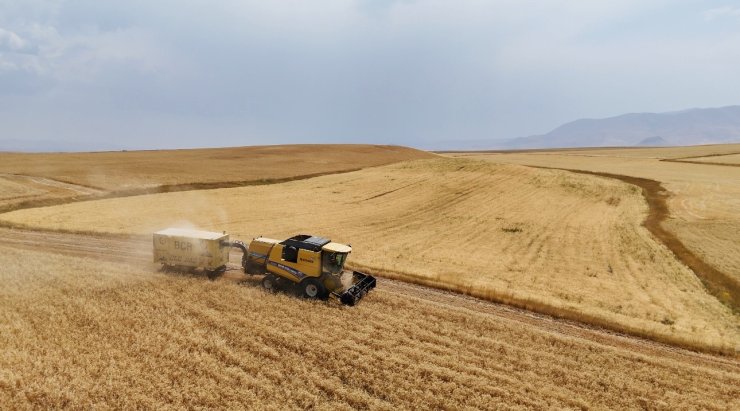Çiftçinin emeği ürüne dönüştü, hasat mesaisi başladı