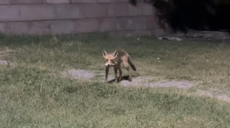 Tilkilere ziyafet, doğaya ihanet: Ekşisu’da duyarsızlık kamerada