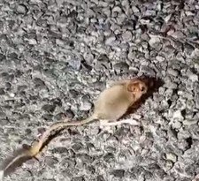 Kırmızı listede yer alıyor, Tunceli’de görüntülendi