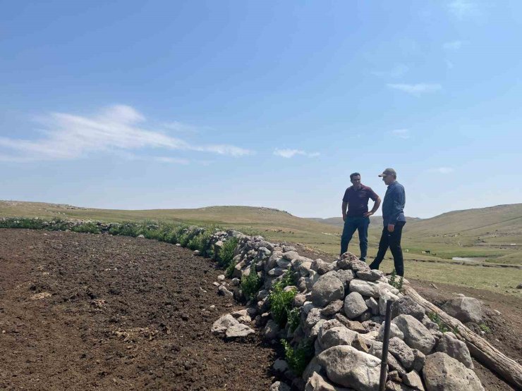 Kars’ta şap hastalığıyla mücadele sürüyor