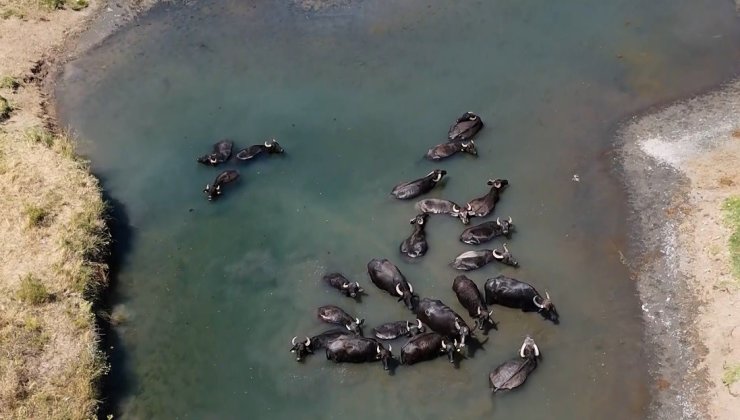 Sıcaktan bunalan mandaların banyo keyfi