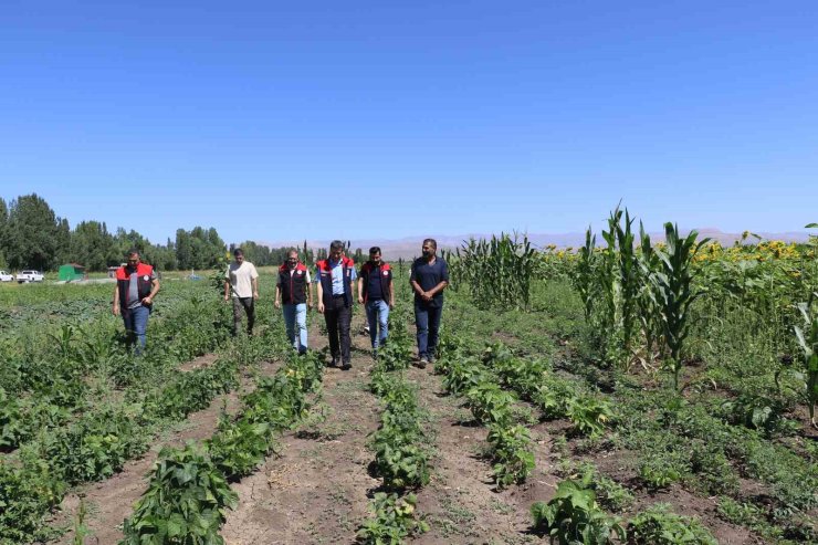 Ağrı’da hibeli sebze fidesi desteği denetimleri sürüyor
