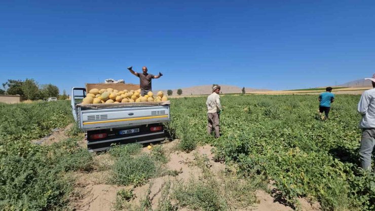 Adilcevaz’da kavun hasadı başladı