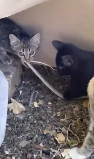 Elazığ’da yavru kedilerin yılanla oynaması kamerada