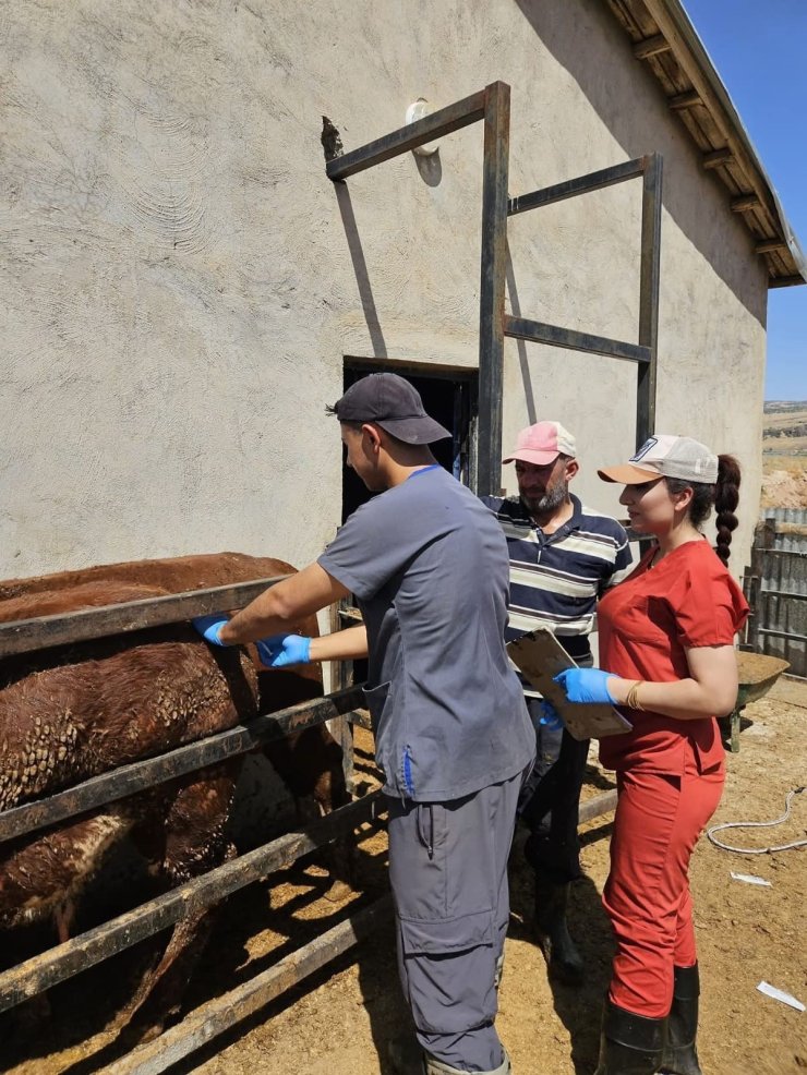 Elazığ’da besilik ithal hayvanlarda numune çalışması yapıldı