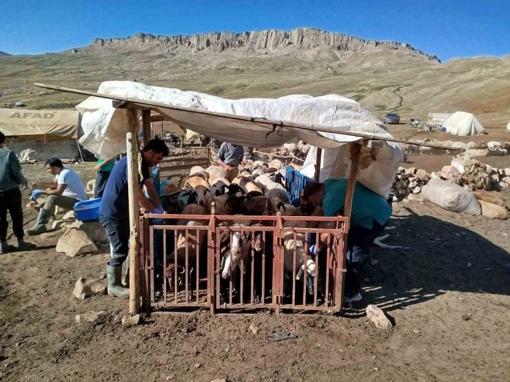 Erzincan’da yayladaki hayvanlara şap aşısı vuruldu