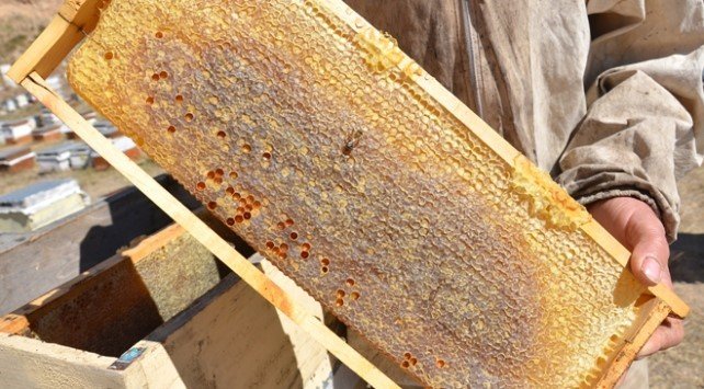 Tercan’da arıcıların bal hasadı