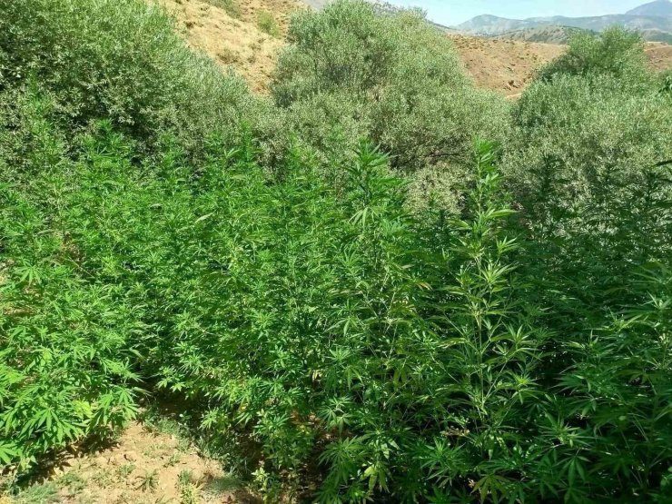 Bingöl’de uyuşturucuyla mücadele